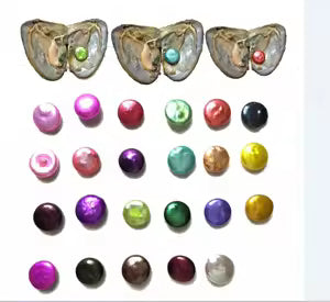 Coin Shaped Pearl Oyster