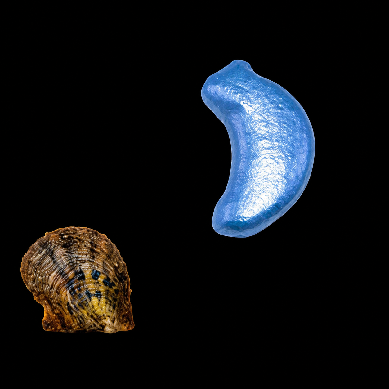 Moon Shaped Pearl Oyster