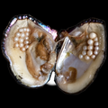 Monster Oyster