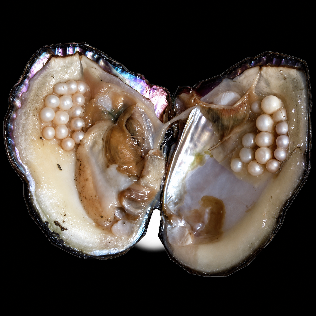 Monster Oyster