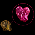 Heart Shaped Pearl Oyster