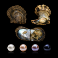 Single Natural Round Pearl Oyster