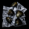 Tray of Round Pearl Oysters for Opening