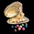 Triple Round Pearl Oyster