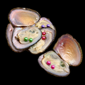 Twin Mini Pearl Oyster