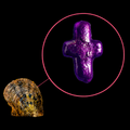 Cross Shaped Pearl Oyster