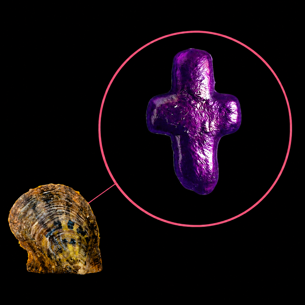 Cross Shaped Pearl Oyster
