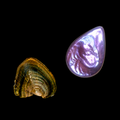 Tear Drop Shaped Pearl Oyster