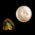 Natural Coin Shaped Pearl Oyster